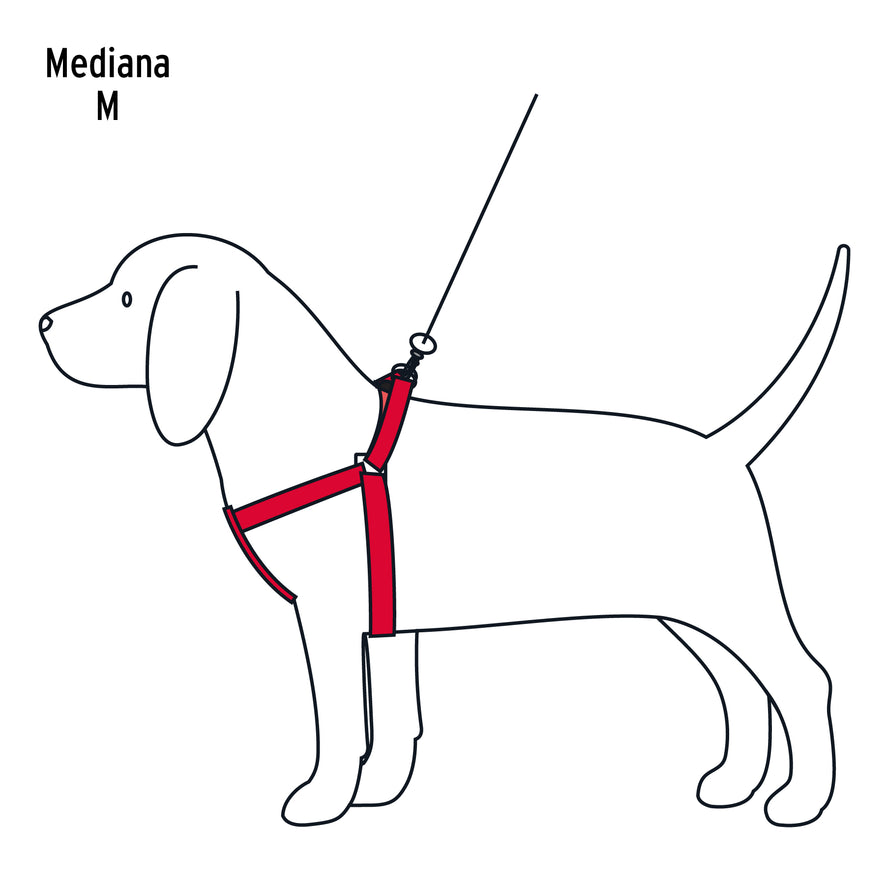 Correa con pechera para perro, 1.5 cm ancho, Fiero Caja con 12, 44295